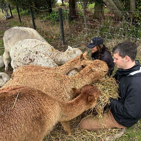 Silverstream Alpaca Farmstay & Tour Kaiapoi Extérieur photo