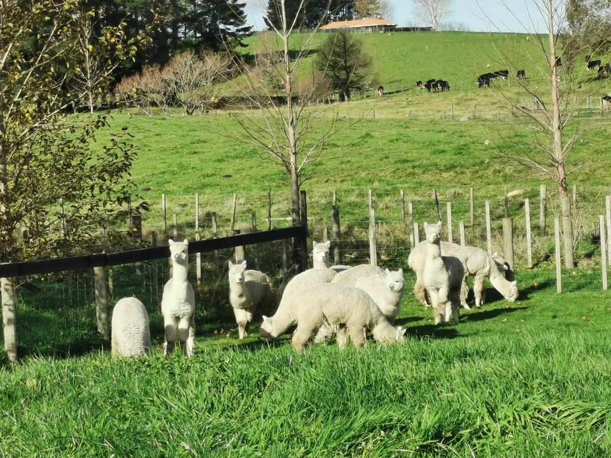 Silverstream Alpaca Farmstay & Tour Kaiapoi Extérieur photo