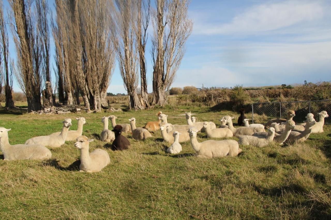 Silverstream Alpaca Farmstay & Tour Kaiapoi Extérieur photo