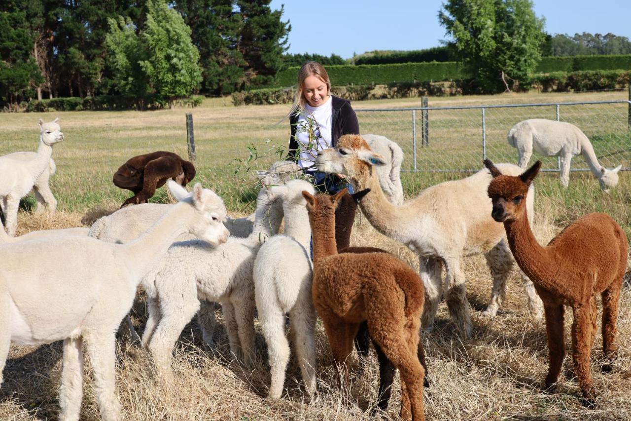 Silverstream Alpaca Farmstay & Tour Kaiapoi Extérieur photo