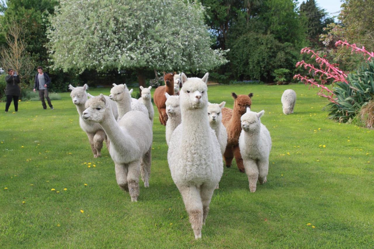 Silverstream Alpaca Farmstay & Tour Kaiapoi Extérieur photo