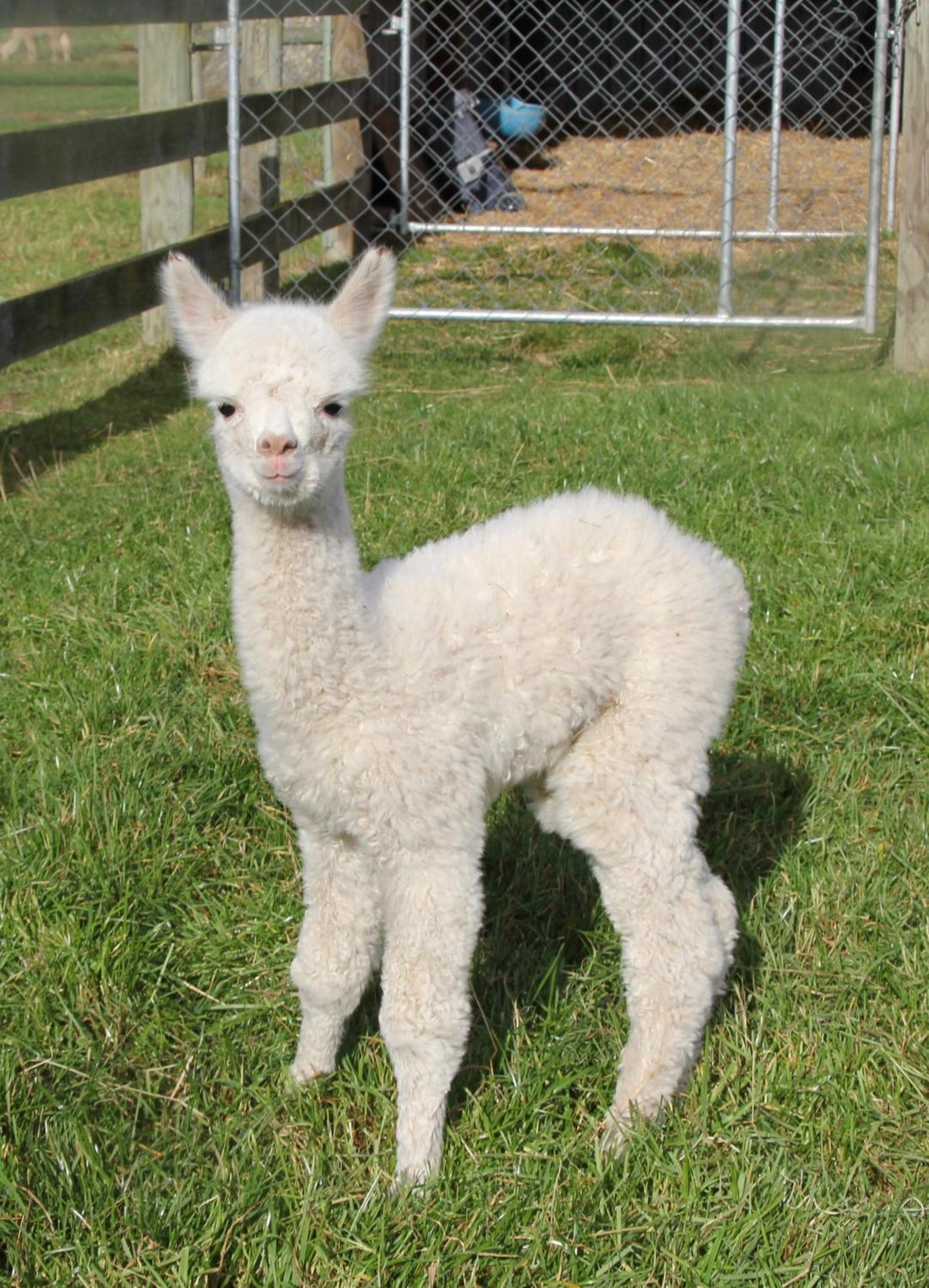 Silverstream Alpaca Farmstay & Tour Kaiapoi Extérieur photo