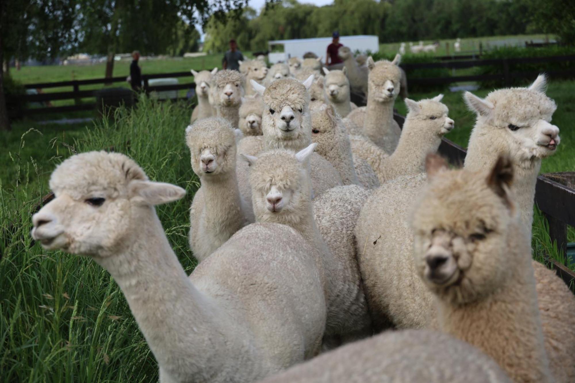 Silverstream Alpaca Farmstay & Tour Kaiapoi Extérieur photo
