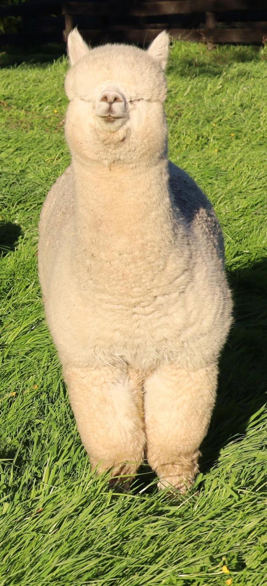 Silverstream Alpaca Farmstay & Tour Kaiapoi Extérieur photo