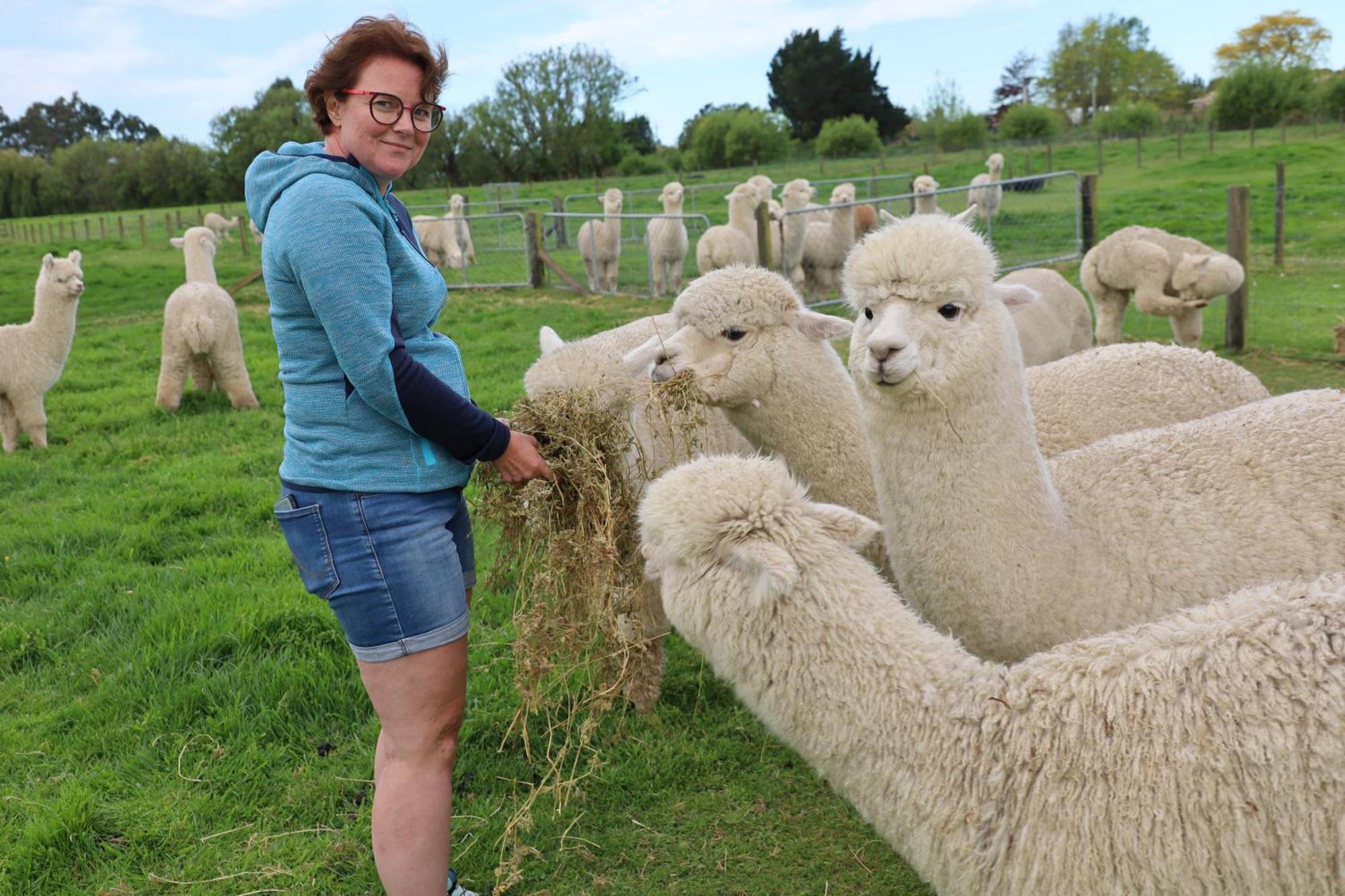 Silverstream Alpaca Farmstay & Tour Kaiapoi Extérieur photo