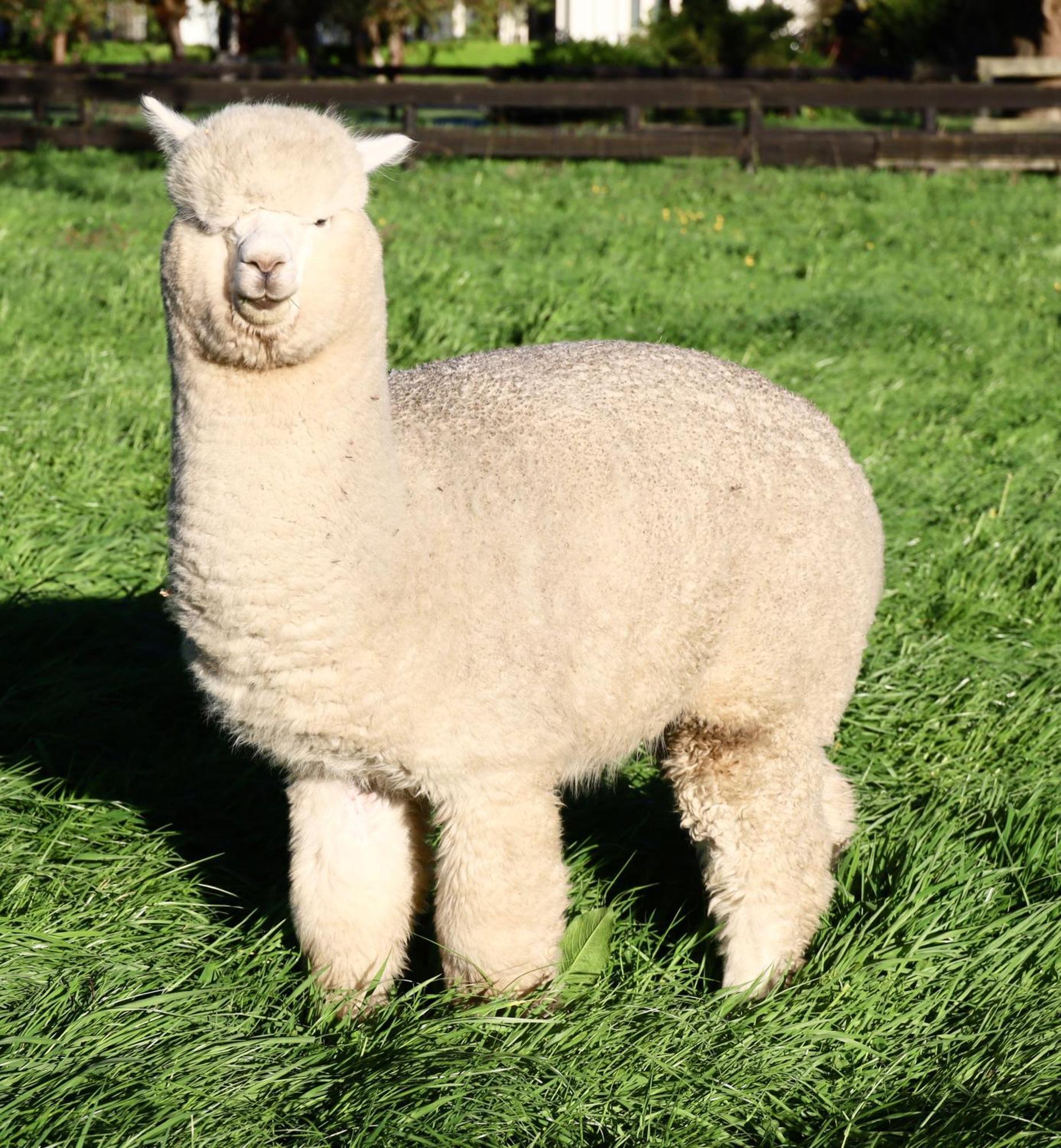 Silverstream Alpaca Farmstay & Tour Kaiapoi Extérieur photo
