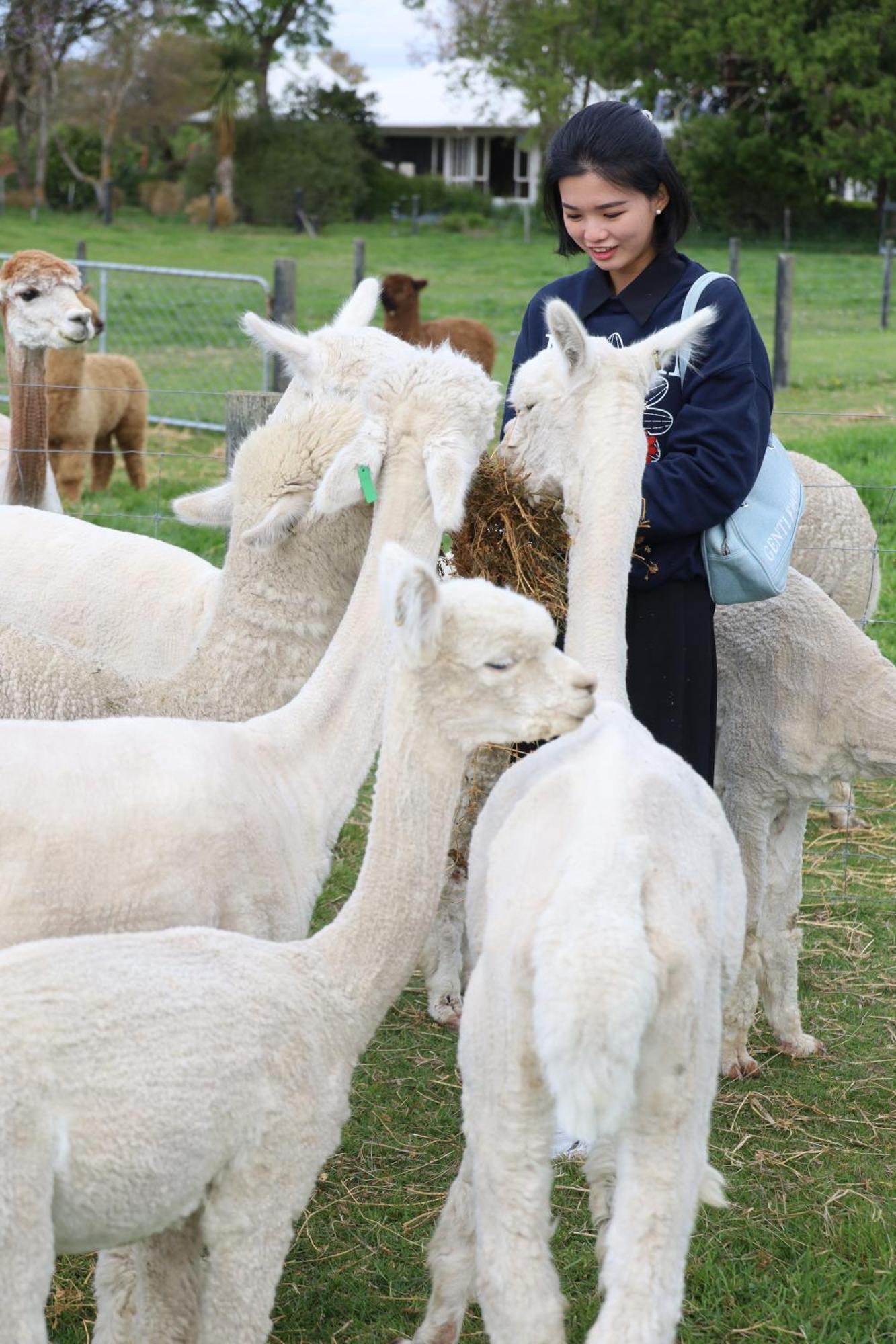 Silverstream Alpaca Farmstay & Tour Kaiapoi Extérieur photo