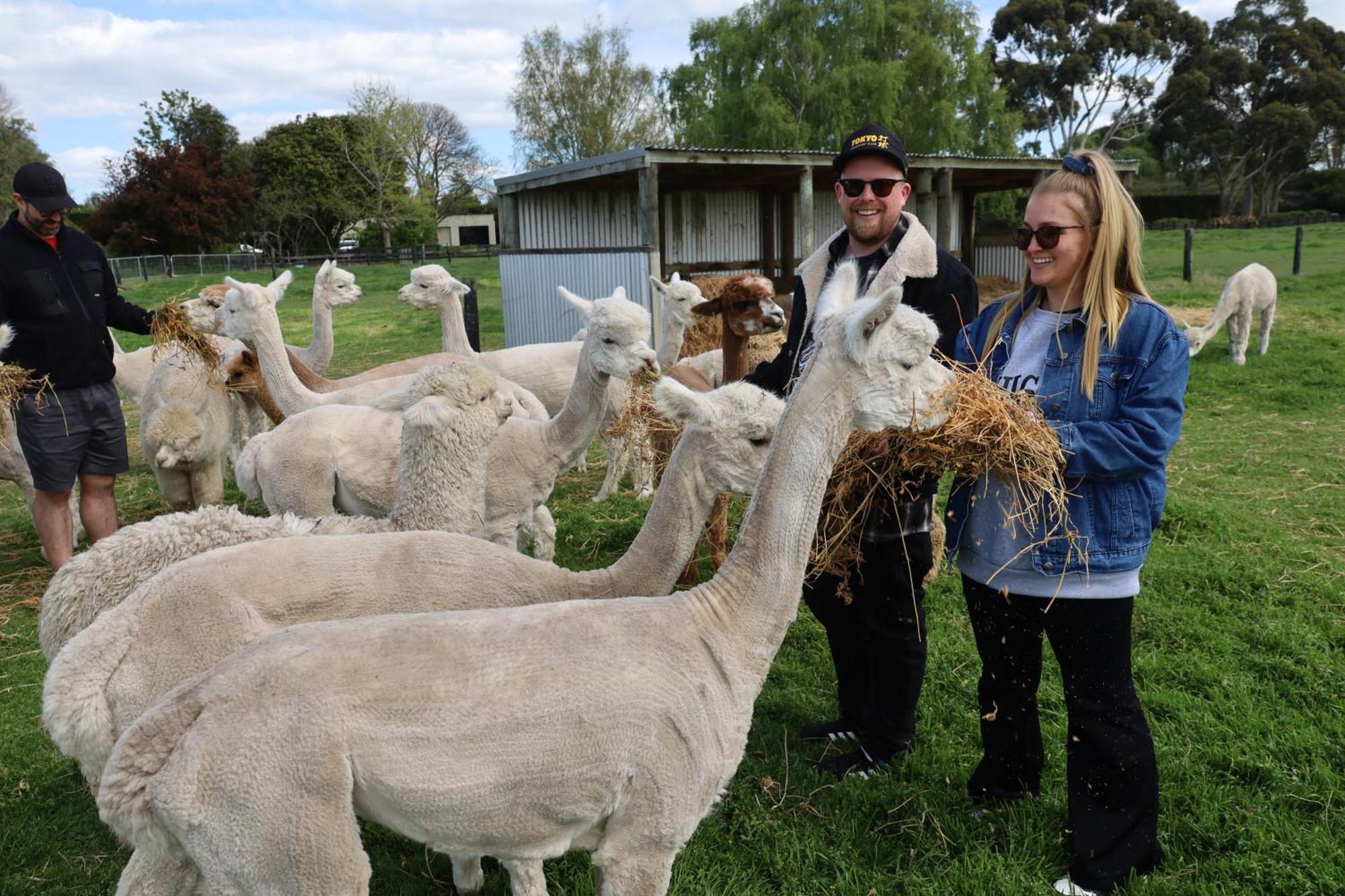 Silverstream Alpaca Farmstay & Tour Kaiapoi Extérieur photo