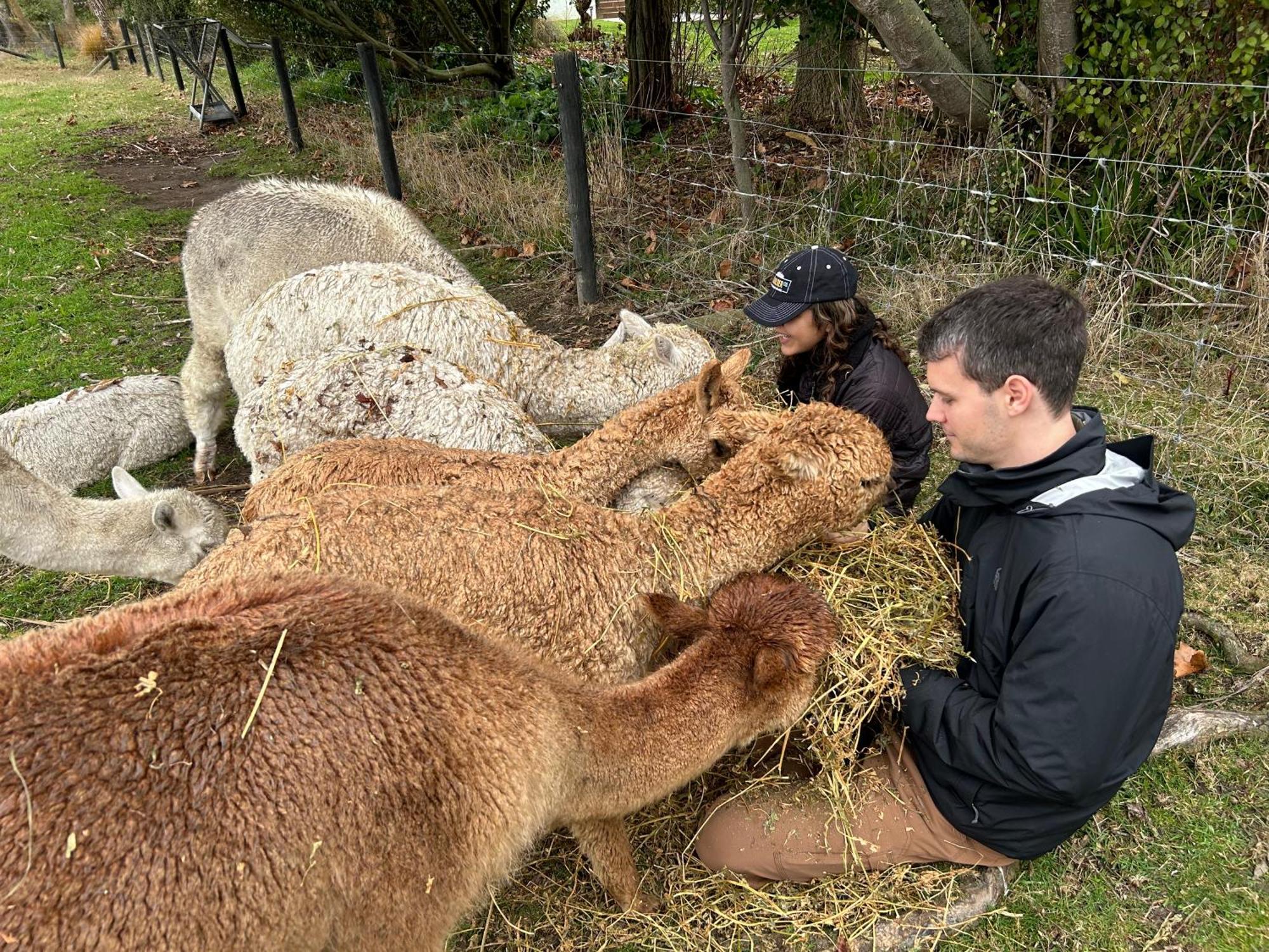 Silverstream Alpaca Farmstay & Tour Kaiapoi Extérieur photo