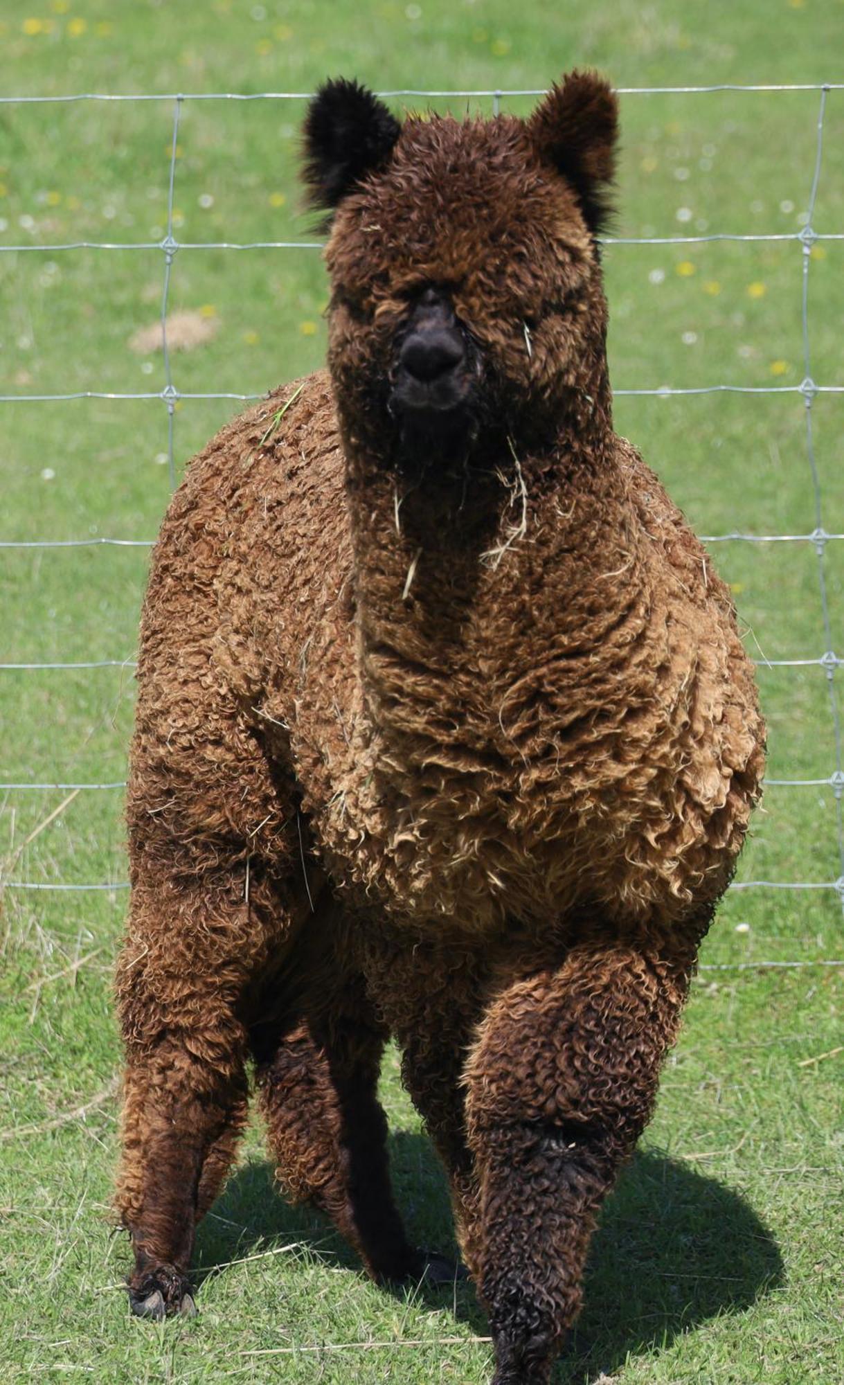 Silverstream Alpaca Farmstay & Tour Kaiapoi Extérieur photo