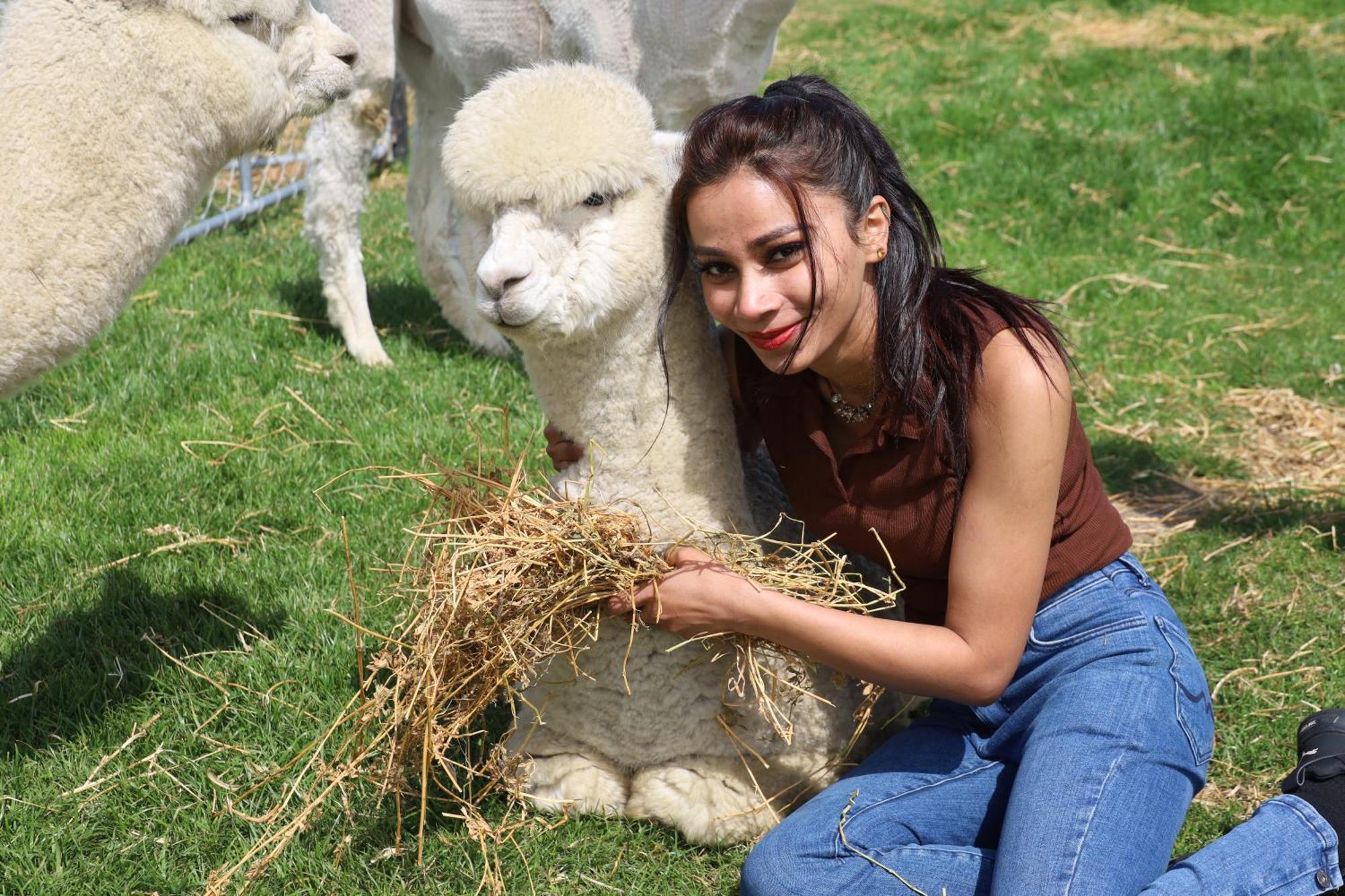 Silverstream Alpaca Farmstay & Tour Kaiapoi Extérieur photo
