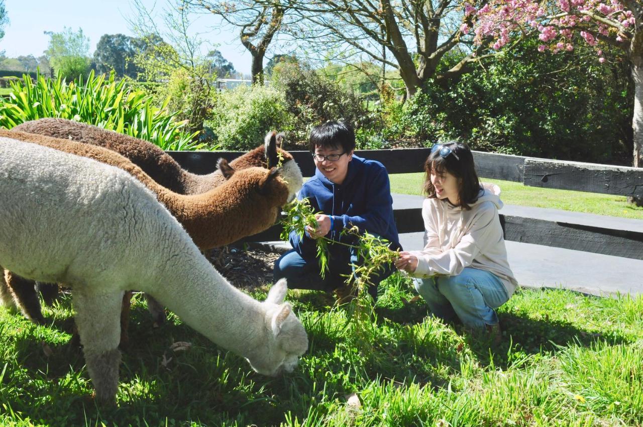Silverstream Alpaca Farmstay & Tour Kaiapoi Extérieur photo