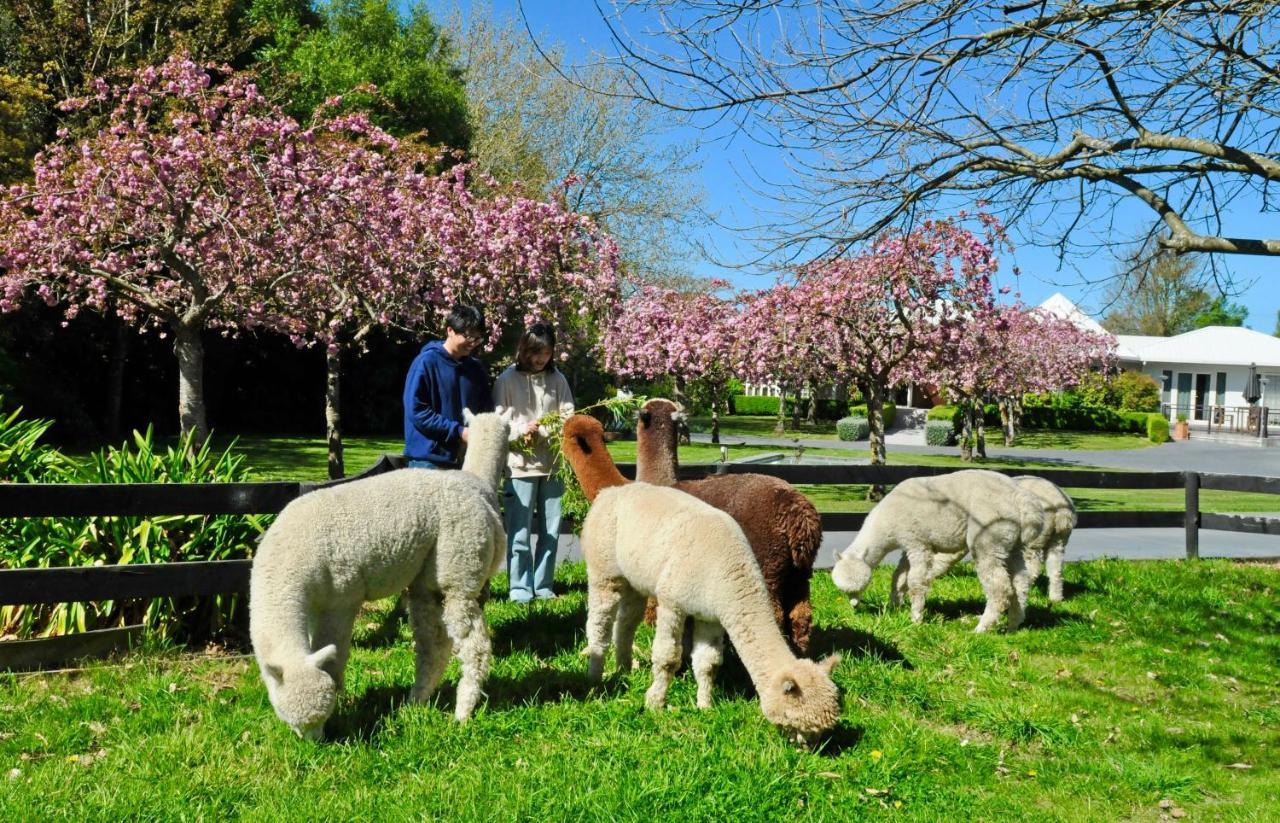 Silverstream Alpaca Farmstay & Tour Kaiapoi Extérieur photo