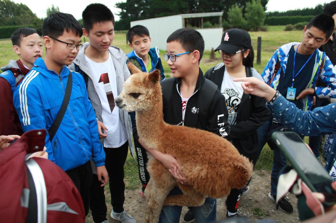 Silverstream Alpaca Farmstay & Tour Kaiapoi Extérieur photo