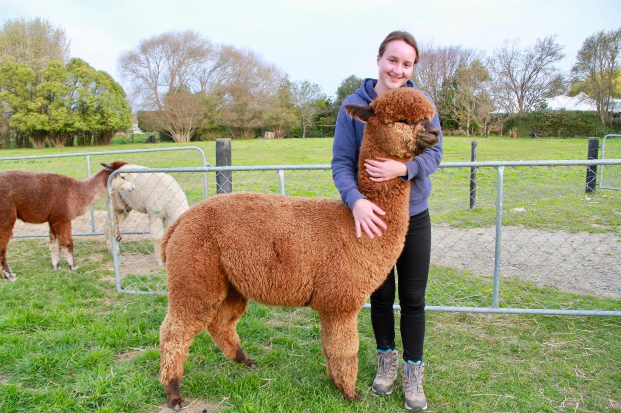 Silverstream Alpaca Farmstay & Tour Kaiapoi Extérieur photo