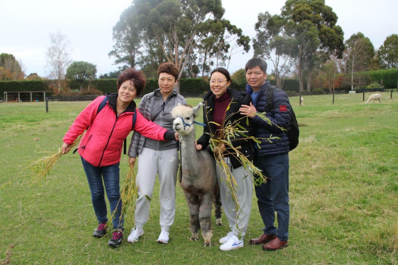 Silverstream Alpaca Farmstay & Tour Kaiapoi Extérieur photo
